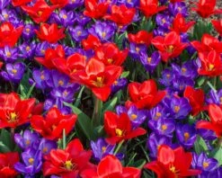 Tulip 'Showwinner' -Plants And Flowers Shop tulip showwinner 3