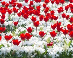 Tulip 'Showwinner' -Plants And Flowers Shop tulip showwinner 6