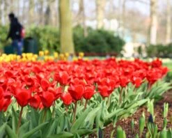 Tulip 'Showwinner' -Plants And Flowers Shop tulip showwinner 7