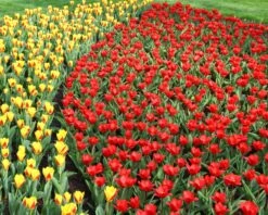 Tulip 'Showwinner' -Plants And Flowers Shop tulip showwinner 9