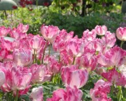 Tulip 'Silver Parrot' -Plants And Flowers Shop tulip silver parrot 4