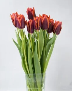 Tulip 'Slawa' 15 Tulip 'Slawa' -Plants And Flowers Shop tulip slawa 2