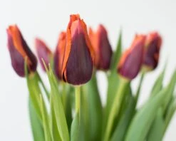 Tulip 'Slawa' 12 Tulip 'Slawa' -Plants And Flowers Shop tulip slawa 3