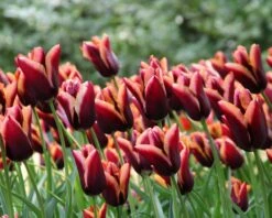 Tulip 'Slawa' 10 Tulip 'Slawa' -Plants And Flowers Shop tulip slawa 3 edb2228f 32b9 41e6 bf13 487c8ac45485