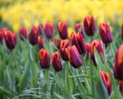 Tulip 'Slawa' 13 Tulip 'Slawa' -Plants And Flowers Shop tulip slawa 5