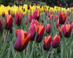 Tulip 'Slawa' 11 Tulip 'Slawa' -Plants And Flowers Shop tulip slawa 7