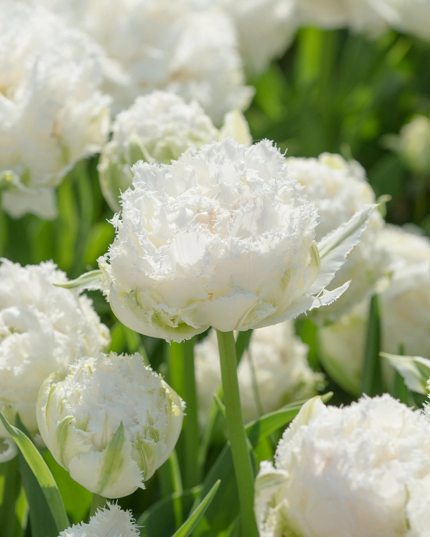 Tulip 'Snow Crystal' 1 Tulip 'Snow Crystal'