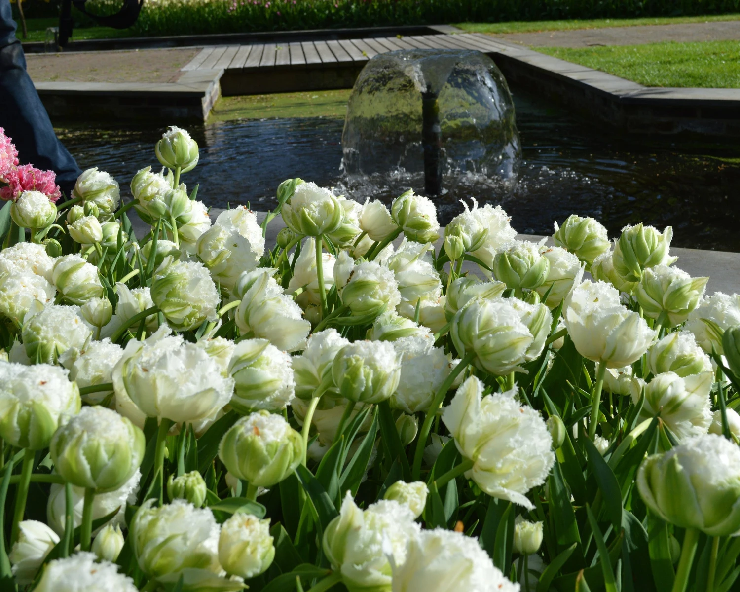 Tulip 'Snow Crystal' 2 Tulip 'Snow Crystal' - Image 2