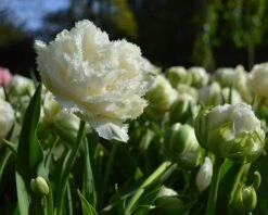 Tulip 'Snow Crystal' 7 Tulip 'Snow Crystal' -Plants And Flowers Shop tulip snow crystal 5