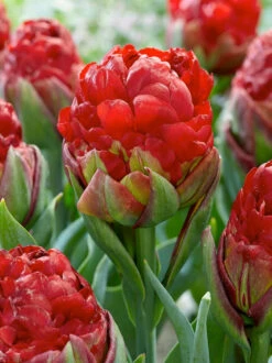 Tulip Collection 'Sorbetto' -Plants And Flowers Shop tulip sorbetto 1
