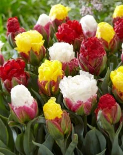 Tulip Collection 'Sorbetto' -Plants And Flowers Shop tulip sorbetto 2 0a2bc020 e111 4bcf a55e 638351cc790e