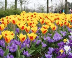 Tulip 'Stresa' -Plants And Flowers Shop tulip stresa 1