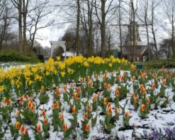 Tulip 'Stresa' -Plants And Flowers Shop tulip stresa 9