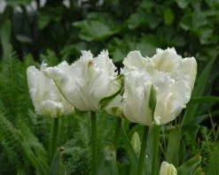 Tulip 'Super Parrot' -Plants And Flowers Shop tulip super parrot 12