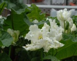 Tulip 'Super Parrot' -Plants And Flowers Shop tulip super parrot 14