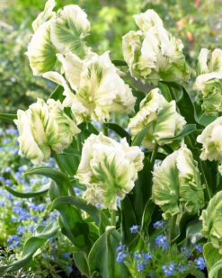 Tulip 'Super Parrot' -Plants And Flowers Shop tulip super parrot 5