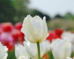 Tulip 'Swan Wings' 10 Tulip 'Swan Wings' -Plants And Flowers Shop tulip swan wings 3