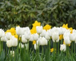 Tulip 'Swan Wings' 9 Tulip 'Swan Wings' -Plants And Flowers Shop tulip swan wings 8