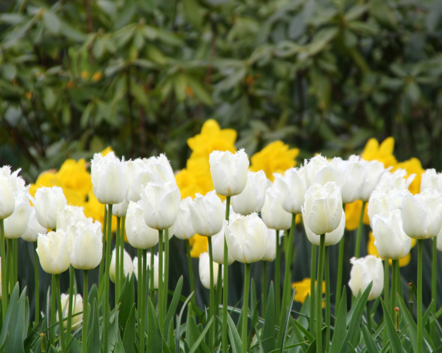 Tulip 'Swan Wings' 4 Tulip 'Swan Wings' - Image 4