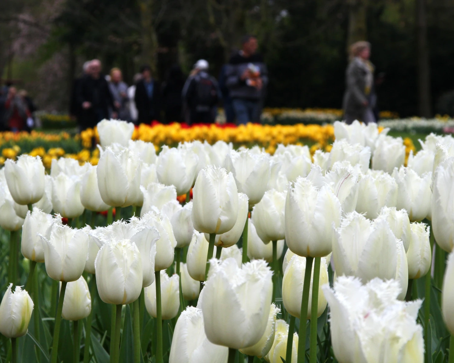 Tulip 'Swan Wings' 2 Tulip 'Swan Wings' - Image 2