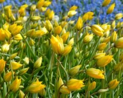Tulip Sylvestris -Plants And Flowers Shop tulip sylvestris 2