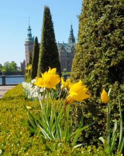 Tulip Sylvestris -Plants And Flowers Shop tulip sylvestris 3