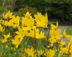 Tulip Sylvestris -Plants And Flowers Shop tulip sylvestris 5