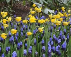 Tulip Sylvestris -Plants And Flowers Shop tulip sylvestris 7