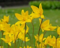 Tulip Sylvestris -Plants And Flowers Shop tulip sylvestris 8