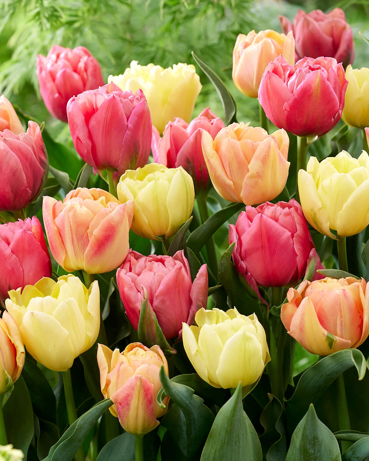 Tulip Collection 'Symbiose Pastels' 1 Tulip Collection 'Symbiose Pastels'