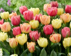 Tulip Collection 'Symbiose Pastels' 5 Tulip Collection 'Symbiose Pastels' -Plants And Flowers Shop tulip symbiose pastels 3