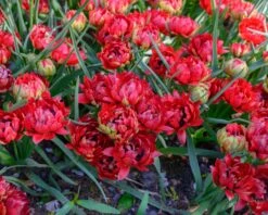 Tulip 'Tête-a-Tête' -Plants And Flowers Shop tulip tete a tete 5