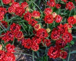 Tulip 'Tête-a-Tête' -Plants And Flowers Shop tulip tete a tete 6