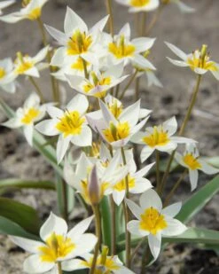 Tulip Turkestanica