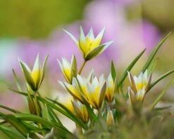 Tulip Turkestanica -Plants And Flowers Shop tulip turkestanica 10