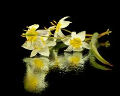 Tulip Turkestanica -Plants And Flowers Shop tulip turkestanica 11