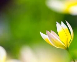 Tulip Turkestanica -Plants And Flowers Shop tulip turkestanica 12