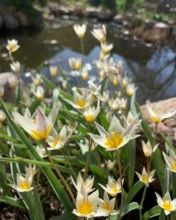 Tulip Turkestanica -Plants And Flowers Shop tulip turkestanica 13