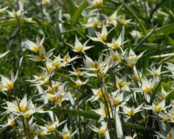 Tulip Turkestanica -Plants And Flowers Shop tulip turkestanica 2