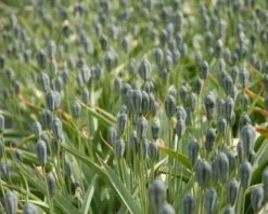 Tulip Turkestanica -Plants And Flowers Shop tulip turkestanica 4