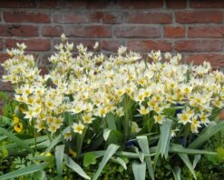 Tulip Turkestanica -Plants And Flowers Shop tulip turkestanica 6