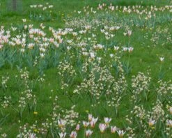 Tulip Turkestanica -Plants And Flowers Shop tulip turkestanica 7