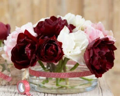 Tulip 'Uncle Tom' -Plants And Flowers Shop tulip uncle tom 1