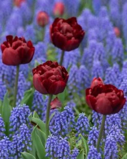 Tulip 'Uncle Tom' -Plants And Flowers Shop tulip uncle tom 10