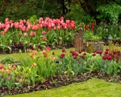 Tulip 'Uncle Tom' -Plants And Flowers Shop tulip uncle tom 11