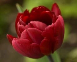 Tulip 'Uncle Tom' -Plants And Flowers Shop tulip uncle tom 12