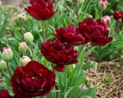 Tulip 'Uncle Tom' -Plants And Flowers Shop tulip uncle tom 13