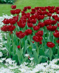 Tulip 'Uncle Tom' -Plants And Flowers Shop tulip uncle tom 2