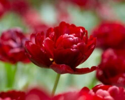 Tulip 'Uncle Tom' -Plants And Flowers Shop tulip uncle tom 3