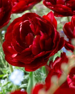 Tulip 'Uncle Tom' -Plants And Flowers Shop tulip uncle tom 4